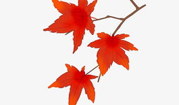 漫画枫叶,漫话秋日里的诗意画卷